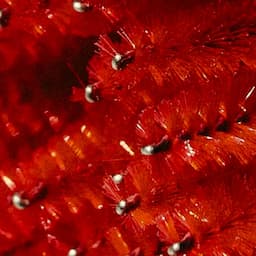 Black Friday Volume Fill Special